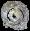 Crystal Filled Fossil Whelk - Rucks Pit, FL #69068-2